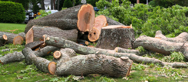 Best Arborist Consultation Services  in USA